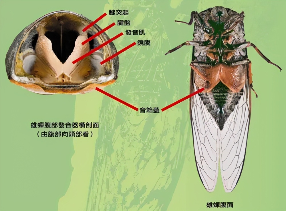 為什么天越熱，蟬叫得越厲害？